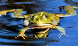 두꺼비 태몽 꿈의 의미