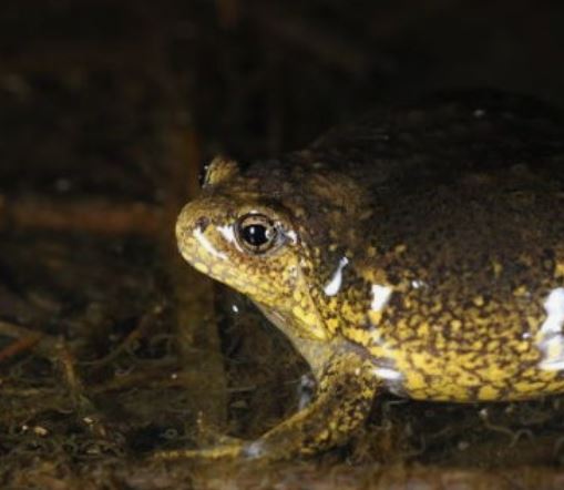 맹꽁이 꿈의 의미