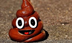 강아지 똥 치우는 꿈의 의미