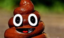 개똥 먹는 꿈의 의미