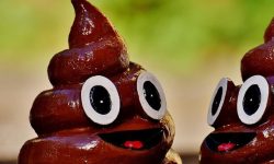 개똥 밟은 꿈의 의미