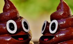 개똥 만지는 꿈의 의미