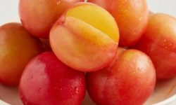 자두 먹는 꿈의 의미