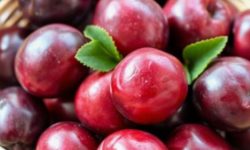 자두 태몽 꿈의 의미