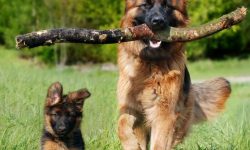 큰개 꿈의 의미