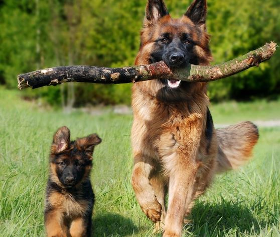 큰개 꿈의 의미