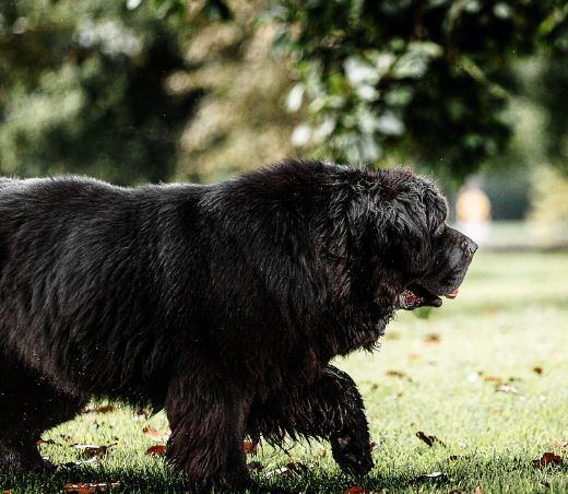 큰개에게 물리는 꿈의 의미