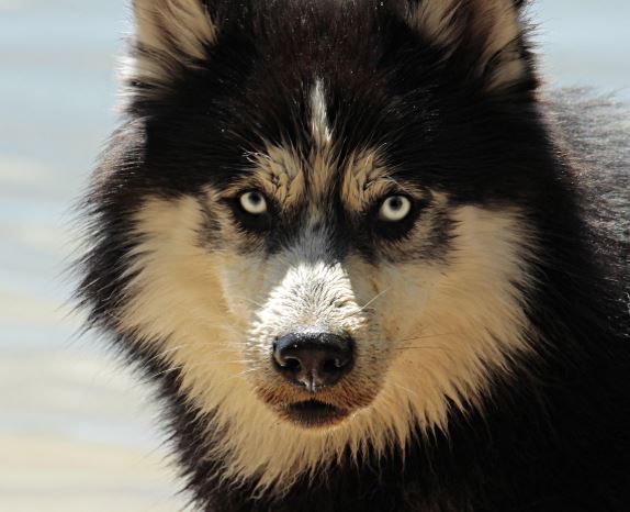 큰개가 집으로 들어오는 꿈의 의미