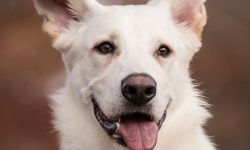 큰개가 달려드는 꿈의 의미