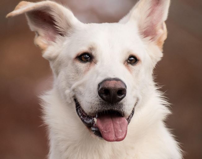 큰개가 달려드는 꿈의 의미