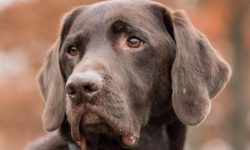 큰개가 따라오는 꿈의 의미