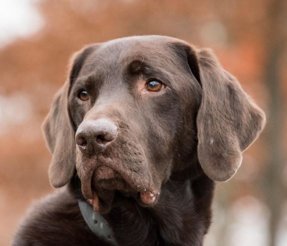 큰개가 따라오는 꿈의 의미