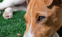 큰개가 나오는 꿈의 의미