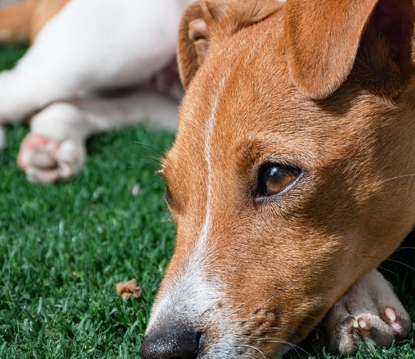 큰개가 나오는 꿈의 의미