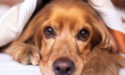 큰개를 본, 보는 꿈의 의미