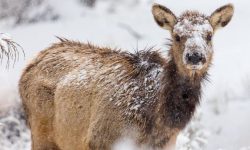 고라니 나오는, 보는 꿈의 의미