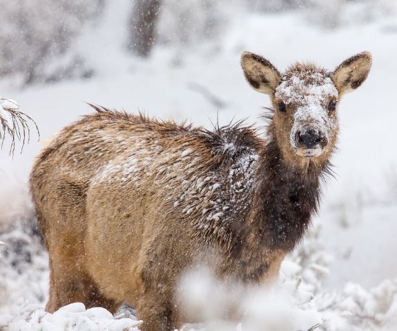 고라니 나오는, 보는 꿈의 의미