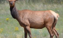 고라니 태몽 꿈의 의미