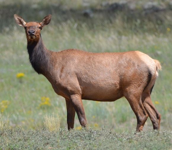 고라니 태몽 꿈의 의미
