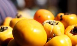 감을 따는 꿈의 의미