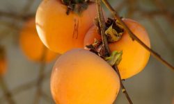 감을 보는 꿈의 의미