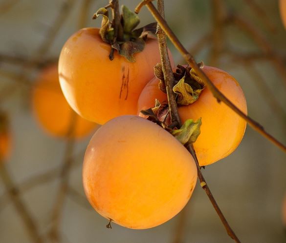 감을 보는 꿈의 의미