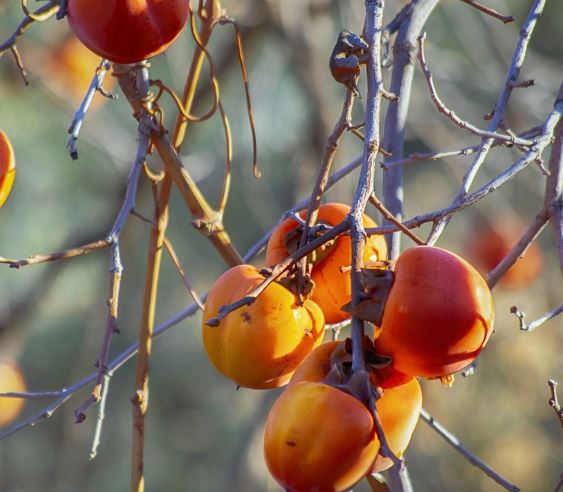 감 사는 꿈의 의미