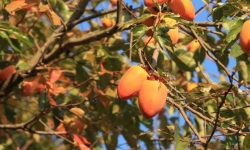 감나무에 큰감이 주렁주렁 달려 있는 꿈의 의미