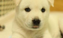 반려견 꿈의 의미