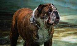 반려견 다치는 꿈의 의미