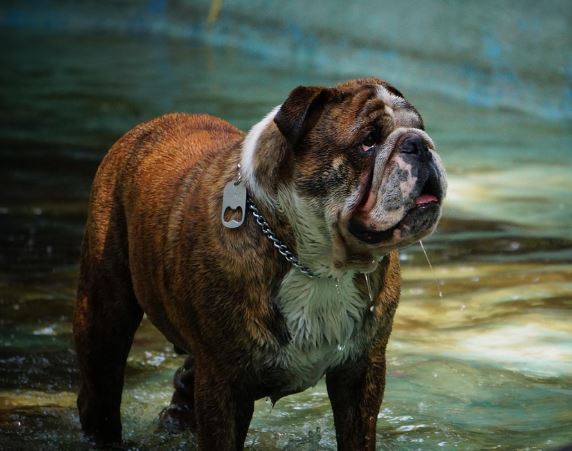 반려견 다치는 꿈의 의미