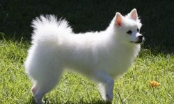 반려견 잃어버리는 꿈의 의미