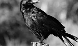 까마귀 꿈의 의미