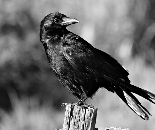 까마귀 꿈의 의미