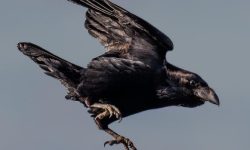 까마귀 잡는 꿈의 의미