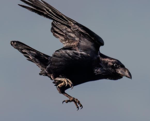 까마귀 잡는 꿈의 의미