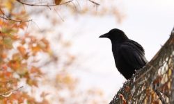 까마귀 보는 꿈의 의미