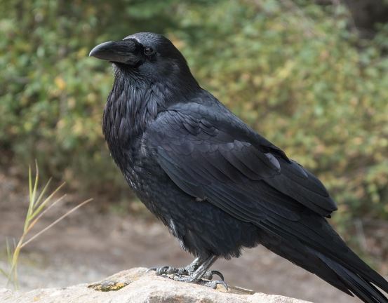 까마귀 떼 꿈의 의미