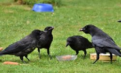 까마귀 태몽 꿈의 의미