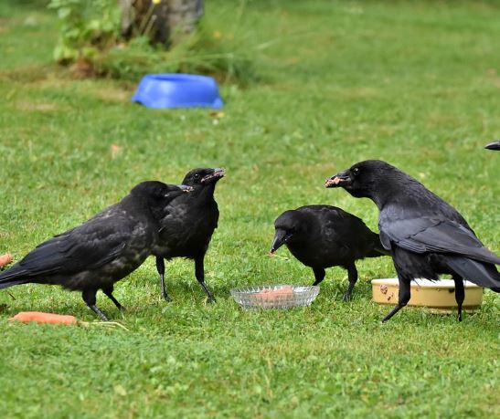 까마귀 태몽 꿈의 의미