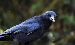 까마귀 나오는 꿈의 의미