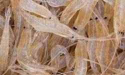 민물새우 꿈의 의미