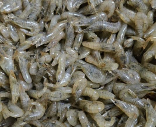 민물새우 잡는 꿈의 의미