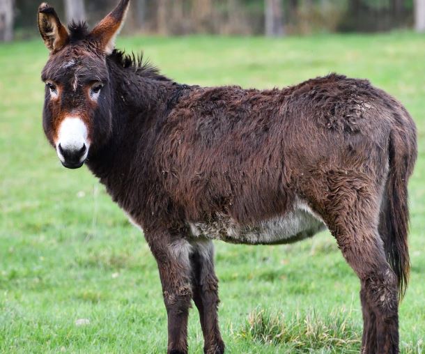 당나귀 나오는 꿈의 의미