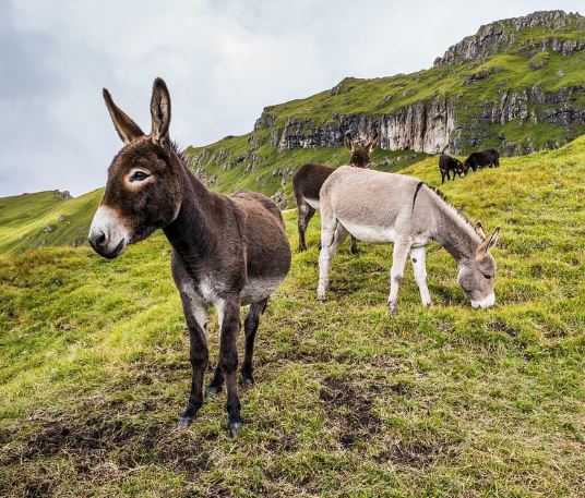 당나귀 나오는 꿈의 의미