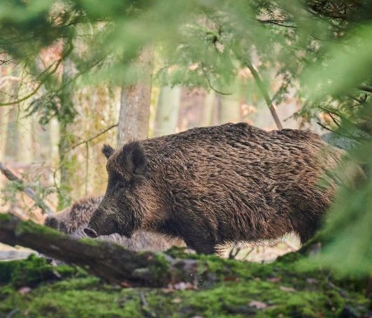 멧돼지가 공격하는 꿈의 의미