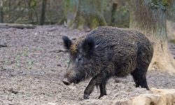 멧돼지를 죽이는 꿈의 의미