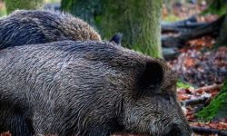 멧돼지에게 쫓기는 꿈의 의미