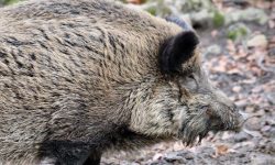 멧돼지와 싸우는 꿈의 의미