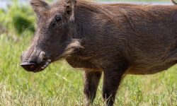 멧돼지 태몽 꿈의 의미